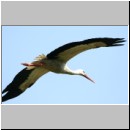 Ciconia ciconia - Weissstorch 11.jpg